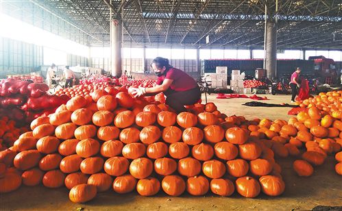 “蔬菜之乡”交易量增价稳