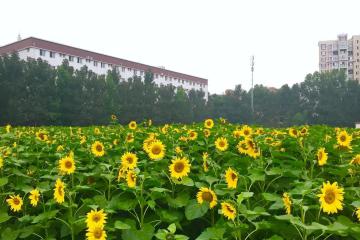 拼多多在下沉市场遇到了新敌人